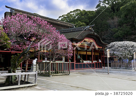 太宰府 梅 太宰府 梅 38725020