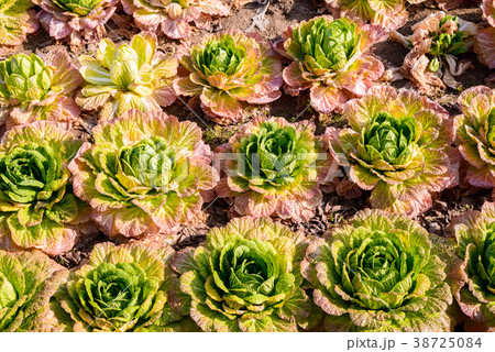 綺麗に並んだ、家庭菜園の白菜 綺麗に並んだ、家庭菜園の白菜 38725084