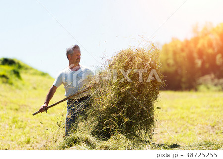 Man farmer turns the hay with a hay fork Man farmer turns the hay with a hay fork 38725255
