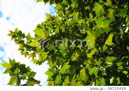 プラタナスの葉の写真素材