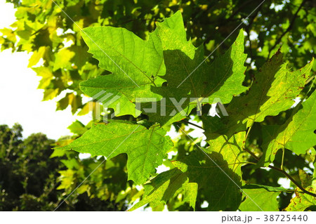 プラタナスの葉の写真素材 38725440 Pixta
