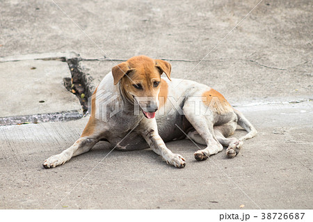 Thai dirty dog. 38726687