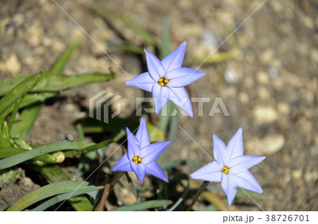 ハナニラ（花韮） 38726701