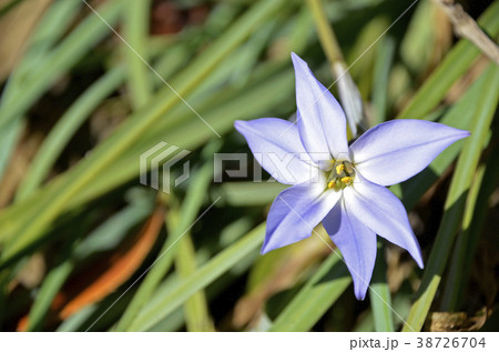 ハナニラ（花韮） 38726704