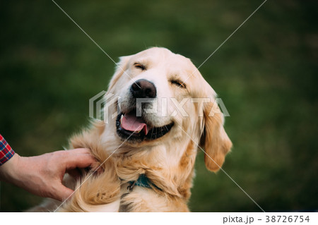 Close View Of Funny Young Happy Labrador Retriever 38726754