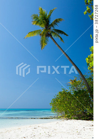 Coconut palm trees on seaside 38727268