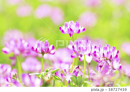 レンゲ草の花 レンゲ草の花 38727439