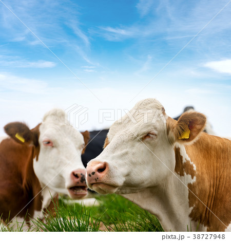 White and Brown Cows on Green Grass 38727948