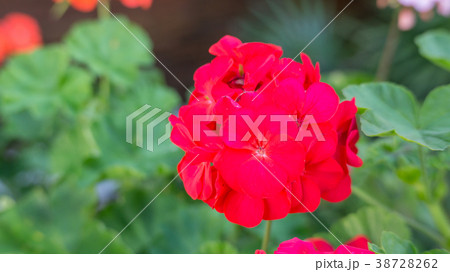 Red Geranium flower in a garden. 38728262