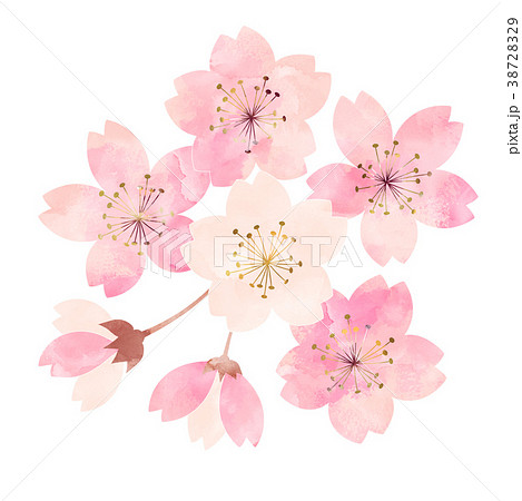 桜 開花状況 七分咲きのイラスト素材