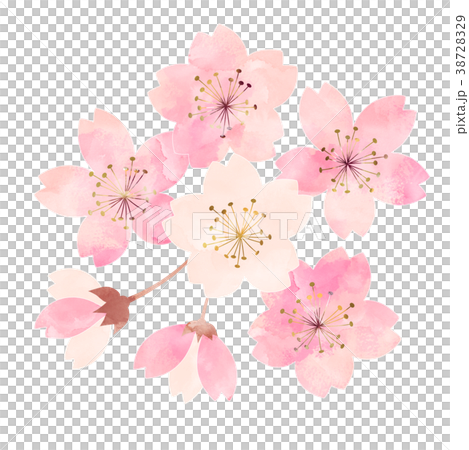 Cherry blossoms _ flowering situation _ seven minutes Cherry blossoms _ flowering situation _ seven minutes 38728329
