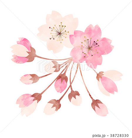 桜 開花状況 三分咲きのイラスト素材