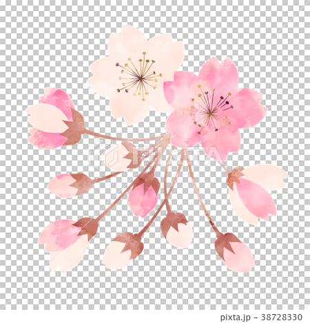 桜_開花状況_三分咲き 38728330