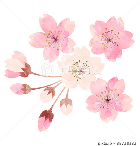 桜 開花状況 五分咲きのイラスト素材