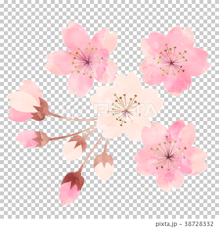桜 開花状況 五分咲きのイラスト素材