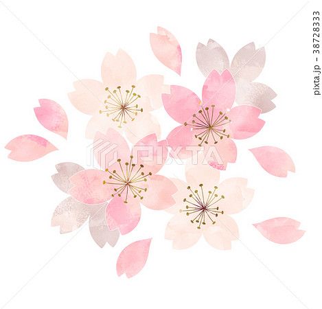 桜_開花状況_散りはじめ 38728333