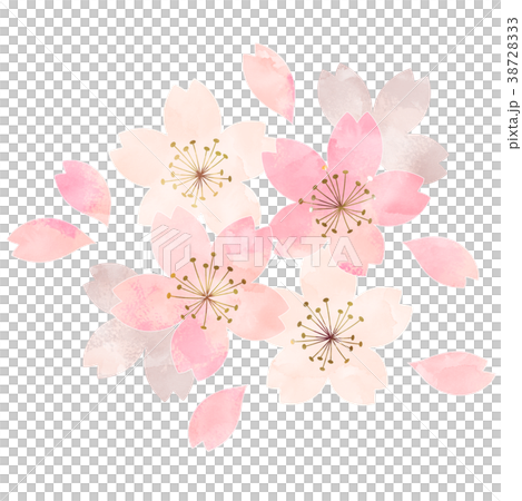 桜_開花状況_散りはじめ 38728333