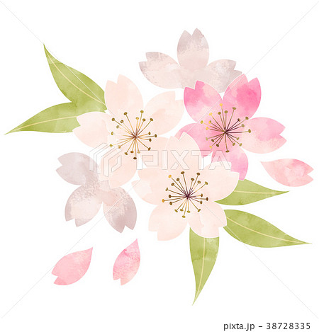 桜 開花状況 葉桜のイラスト素材