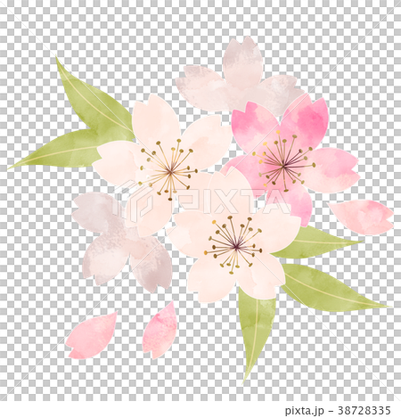 桜 開花状況 葉桜のイラスト素材