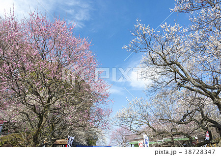 梅まつりの百草園 38728347