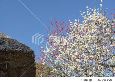 梅まつりの百草園 梅まつりの百草園 38728350