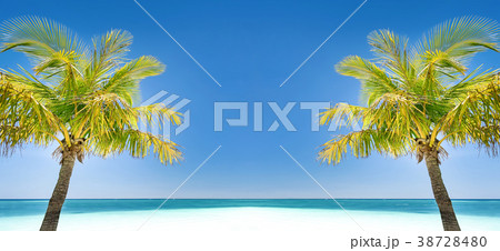 Two coconut palm trees on tropical coastline Two coconut palm trees on tropical coastline 38728480