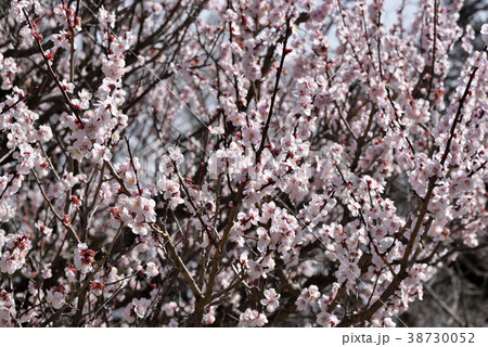 ウメ(薄色縮緬) ウメ(薄色縮緬) 38730052