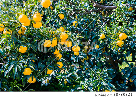 もうすぐ収穫、ニューサマーオレンジ 38730321
