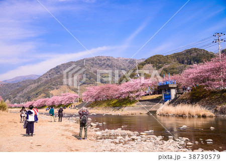 《静岡県河津町》河津桜を見る人達 38730579