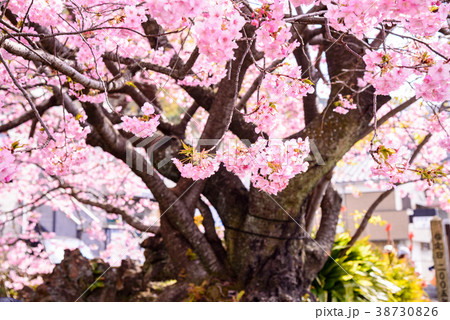 《静岡県》河津町・河津桜原木 《静岡県》河津町・河津桜原木 38730826