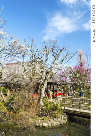 梅まつりの百草園 38731035