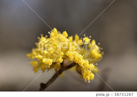 サンシュユ サンシュユ 38731267