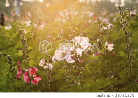 hollyhock flowers 38731279