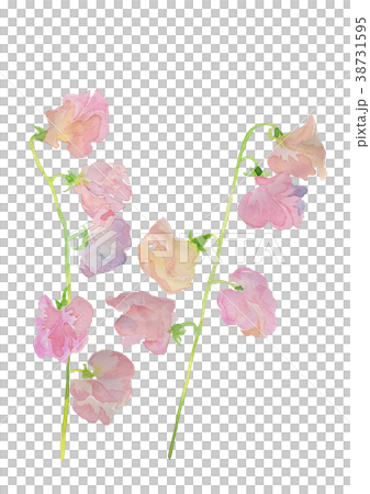 香豌豆 花朵 花 38731595