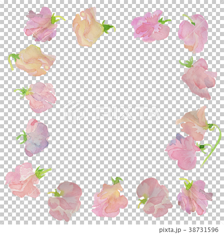 sweet pea, lathyrus, flower 38731596
