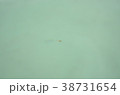 死海に浮かぶ蚊 38731654