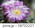 Cactus blooming focus on pollen. 38732227