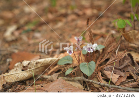 冬枯れの森に咲く白いスミレ　フモトスミレ 38732336