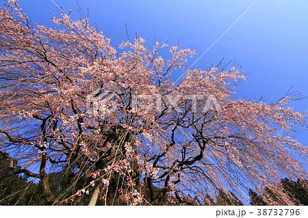 高知県仁淀川町　山峡のしだれ桜 38732796