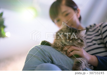 猫　アニマルセラピー　ペルシャ 38733245