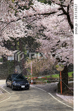 桜吹雪 38733627