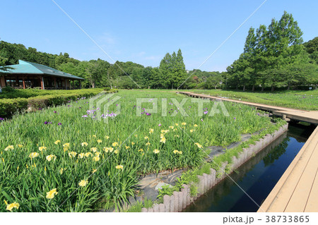 袖ケ浦公園・菖蒲園 袖ケ浦公園・菖蒲園 38733865