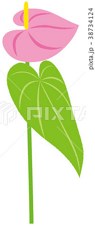 観葉植物 アンスリウム ピンク 観葉植物 アンスリウム ピンク 38734124