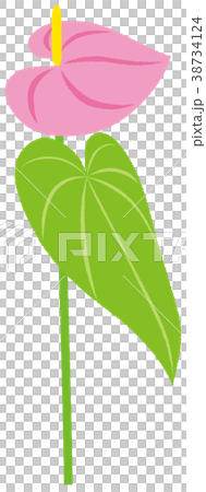 観葉植物 アンスリウム ピンク 観葉植物 アンスリウム ピンク 38734124