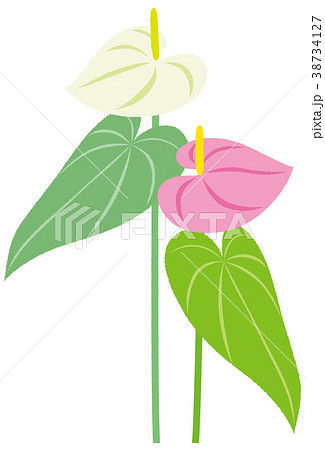 観葉植物 アンスリウム 白 ピンクのイラスト素材