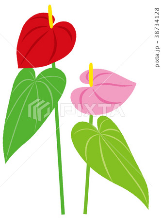 観葉植物 アンスリウム 赤 ピンクのイラスト素材