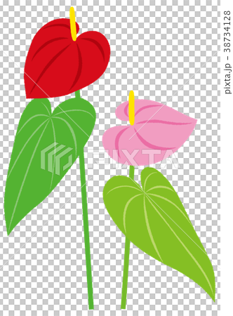 観葉植物 アンスリウム 赤 ピンクのイラスト素材