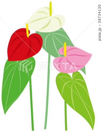 観葉植物 アンスリウム ３色 赤 白 ピンクのイラスト素材