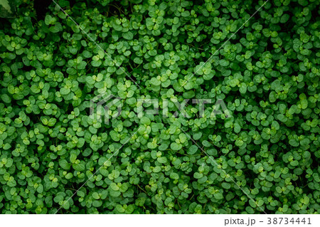 Green Leaves Of Soleirolia Soleirolii In Botanical Green Leaves Of Soleirolia Soleirolii In Botanical 38734441