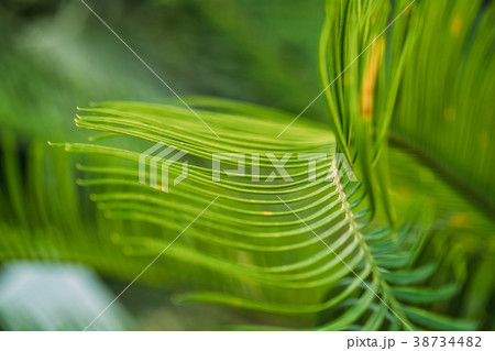 Green Leaves Of Cycas Revoluta In Botanical Garden 38734482